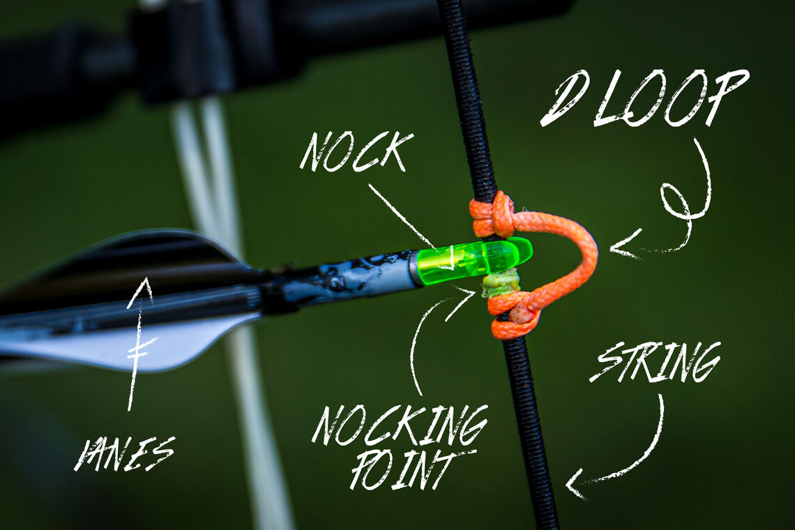 Annotated picture of a compound D-loop.